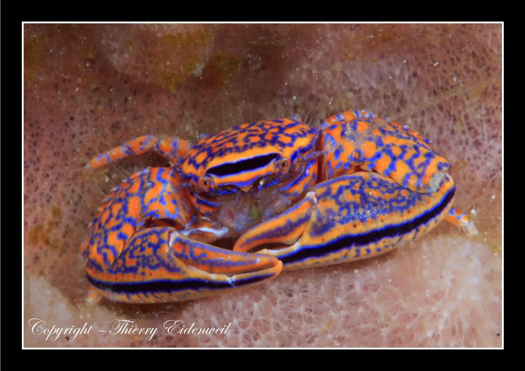 Anilao Macro Dive Media Highlight